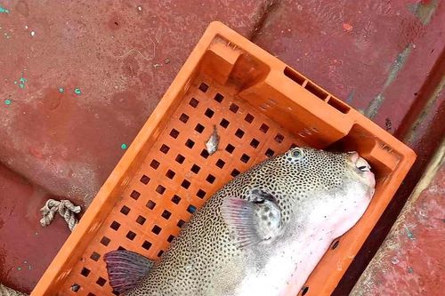 Một ngư dân tử vong do ăn trứng cá nóc