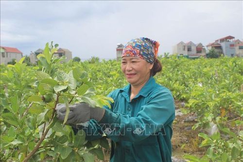 Làm giàu nhờ trồng giống ổi lê Đài Loan