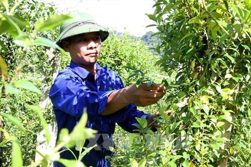 Giá trị kinh tế mới từ rừng