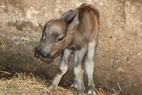 Hy hữu: Nghé con sinh ra có 2 đầu, 3 mắt và 2 miệng