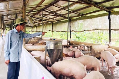 Chăn nuôi an toàn dịch bệnh, đáp ứng tiêu chuẩn xuất khẩu
