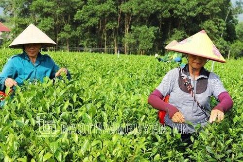 Phổ Yên: Sản lượng chè hàng năm đạt gần 18 nghìn tấn