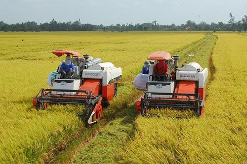 Rà soát, cân đối nguồn lực lương thực dự trữ quốc gia