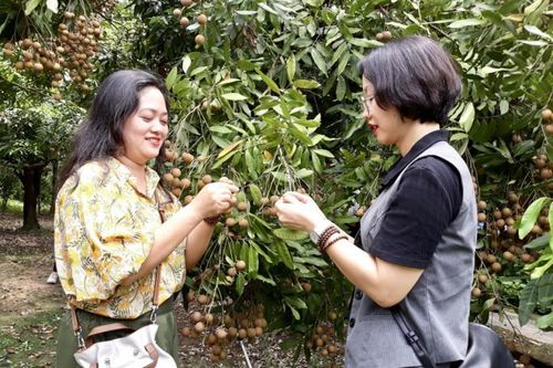 Hưng Yên tìm cách thu hút khách trải nghiệm vườn nhãn