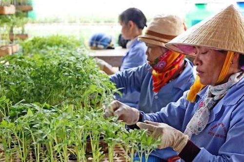 Nông dân, thành viên HTX đi 'du học' để học cách làm giàu