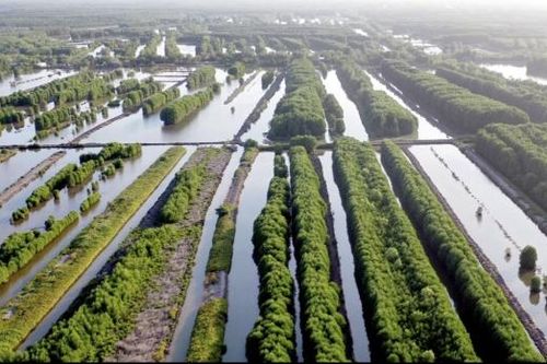 Cà Mau phát huy tiềm năng kinh tế lâm nghiệp