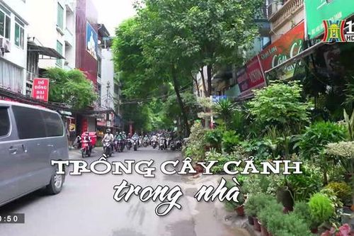 Trồng cây cảnh trong nhà | Nhịp sống Hà Nội| 21/8/2023