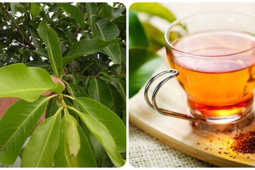 Tác hại của nước vối nếu dùng sai cách