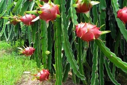 Dùng dao khống chế để cưỡng bức người phụ nữ đi mua thanh long