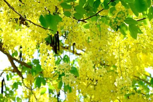 Không bới lông tìm vết