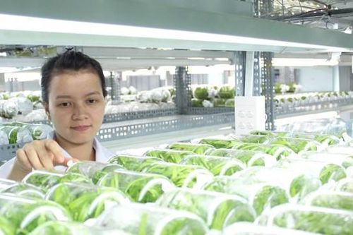 Nông nghiệp thiếu hụt nhân lực chất lượng cao