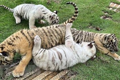 Đồng Nai: Hổ Bengal quý hiếm sinh được 7 con