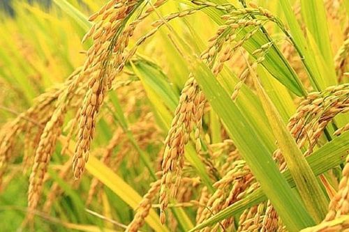 Kiên Giang: Nông nghiệp trở thành trụ đỡ của nền kinh tế