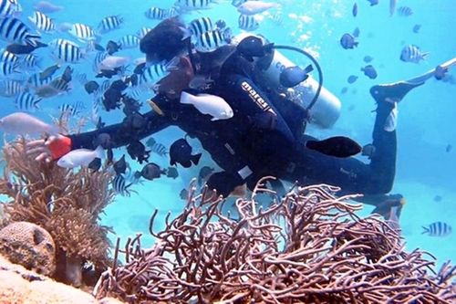 Nha Trang: Đề xuất mở lại điểm lặn biển trong Khu bảo tồn Hòn Mun