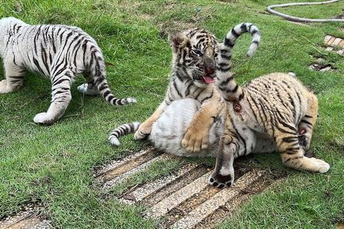 Đồng Nai: Hổ nuôi trong khu du lịch sinh 7 hổ con