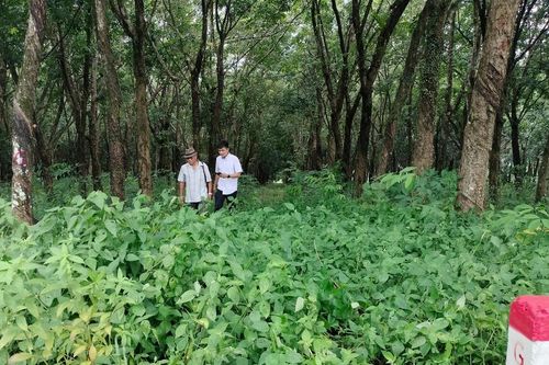 Cao tốc Biên Hòa - Vũng Tàu chậm giải phóng mặt bằng do vướng đất cao su