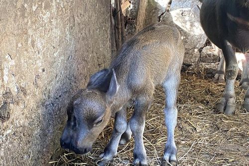 Nghé con 2 mũi, 2 miệng và loạt động vật sơ sinh dị nhất VN