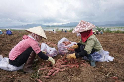 Người dân trồng khoai lang trên đất bán ngập để phát triển kinh tế