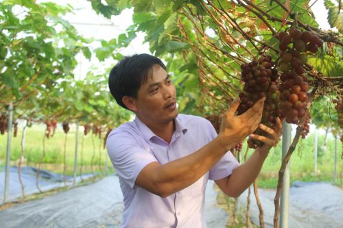 Làm giàu từ trồng nho cho khách tham quan