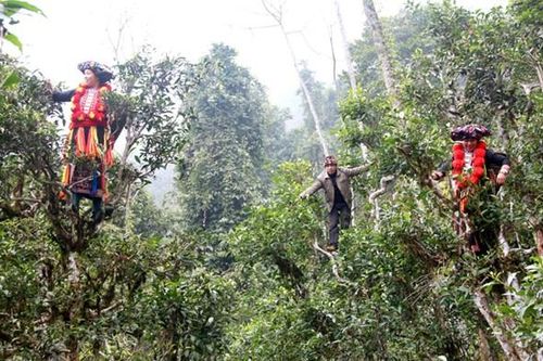 Kho báu nơi đại ngàn xứ Tuyên