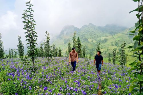 Phát triển cây dược liệu gắn với sản phẩm OCOP