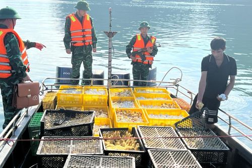 Quảng Ninh: Bắt giữ vụ buôn lậu số lượng lớn gà, vịt giống và trứng