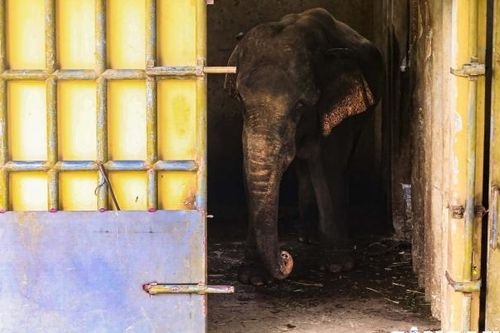 Hà Nội: Phát hiện thêm ở Thiên Đường Bảo Sơn cũng có con voi bị xiềng xích