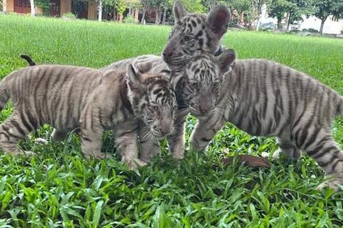 Hổ quý hiếm began sinh 5 con tại khu du lịch ở Đồng Nai