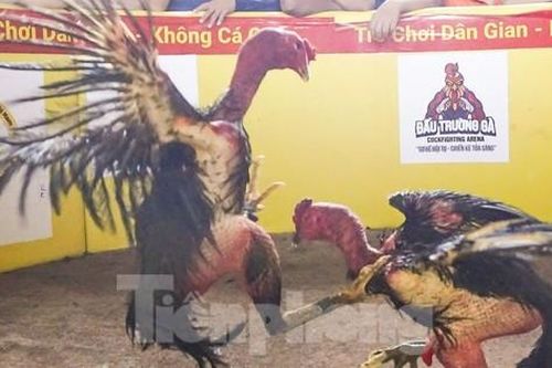 Hội chọi gà dân gian ở Bình Định
