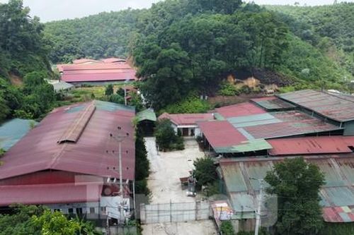 Trại lợn không phép quy mô lớn giữa thành phố Yên Bái