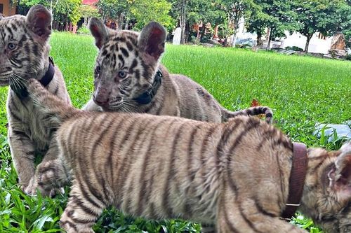Khu du lịch ở Đồng Nai vừa có 7 cá thể hổ mới sinh