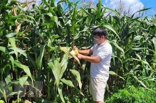 Doanh nghiệp thu mua cầm chừng, người dân trồng ngô thiệt hại