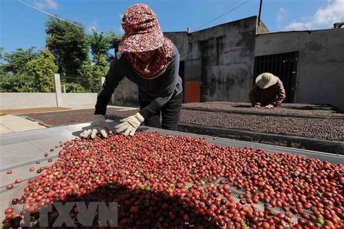 Khởi động hỗ trợ hợp tác xã phát triển vùng nguyên liệu càphê