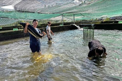 Nuôi cá tầm trong bể thu tiền tỷ ở Lâm Đồng