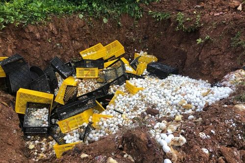 Bắt giữ số lượng lớn gà, vịt giống và trứng lậu