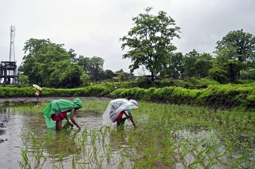 Nguồn cung gạo đối mặt với mối đe dọa mới khi Ấn Độ cân nhắc thêm các hạn chế