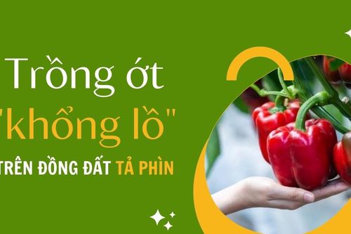 Trồng ớt 'khổng lồ' trên đồng đất Tả Phìn