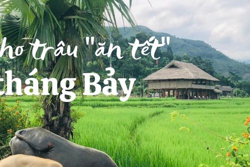 Cho trâu 'ăn tết' tháng Bảy