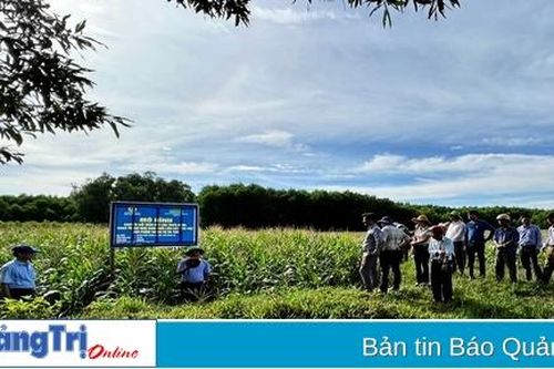 Trồng ngô sinh khối trên đất lúa thiếu nước cho lợi nhuận dự kiến cao hơn trồng lúa