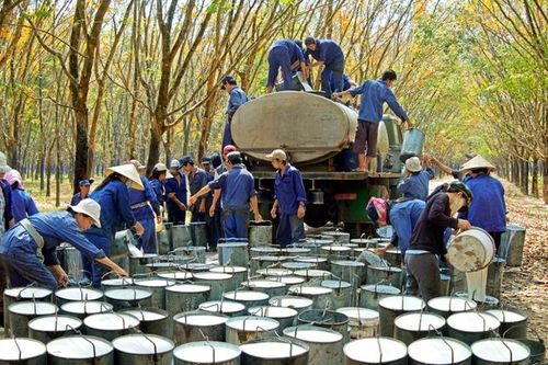 Cao su Phước Hòa sẽ chi 263 tỷ đồng trả cổ tức