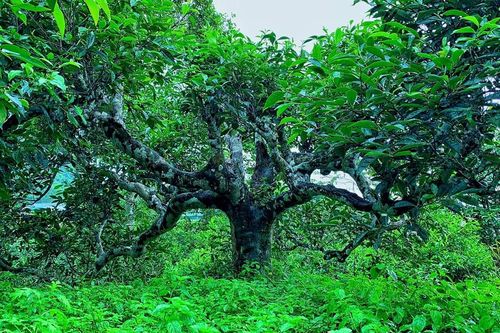 Yên Bái lần đầu tiên tổ chức Lễ hội trà Shan tuyết