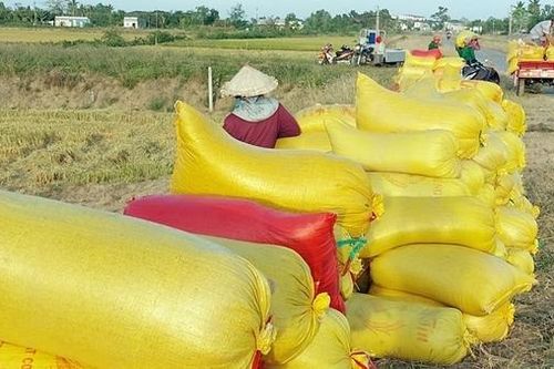Nông dân phấn khởi khi giá lúa tăng cao