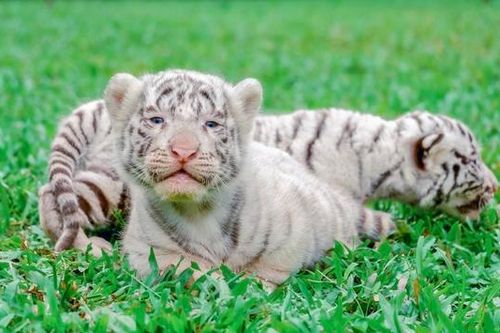 Hổ mẹ Bengal quý hiếm sinh thành công 5 hổ con