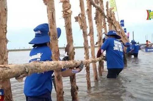 Vinamilk khoanh nuôi tái sinh 25 ha rừng ngập mặn Cà Mau