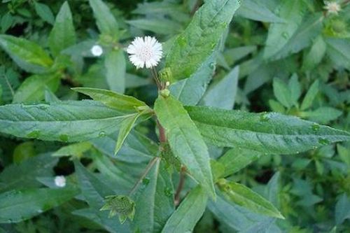 10 vị thuốc nam hỗ trợ điều trị sốt xuất huyết