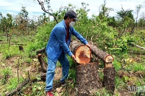Đắk Lắk suy giảm hơn 44.000ha rừng tự nhiên