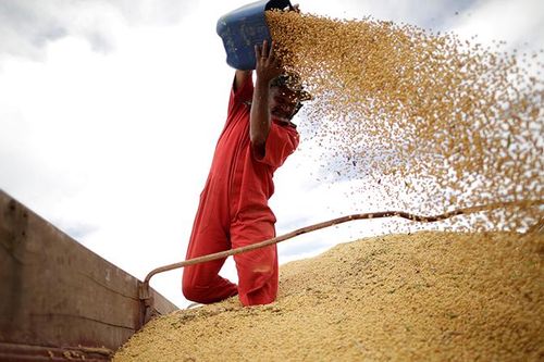 Giá đậu tương thế giới giảm mạnh nhưng có nhiều dấu hiệu thị trường tích cực
