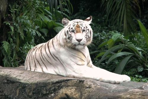 Hổ Bengal sinh 7 con tại Việt Nam: Loài 'quý như vàng' trong sách Đỏ!
