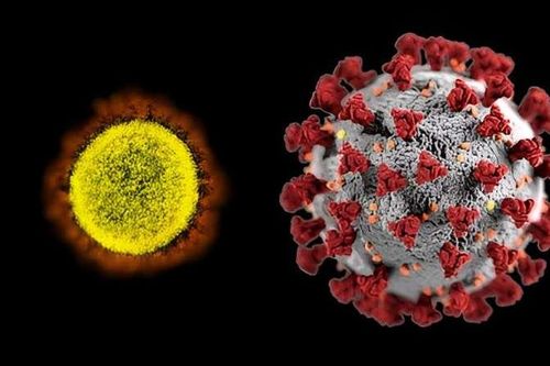 Vaccine Covid-19 hiệu quả thế nào với bệnh nhân ghép tạng?