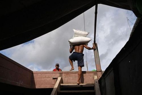 Ấn Độ cân nhắc áp thuế xuất khẩu gạo